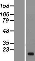 GADD45B Human Over-expression Lysate