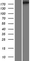 RIMBP3 Human Over-expression Lysate