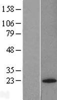 Glutathione Peroxidase 7 (GPX7) Human Over-expression Lysate