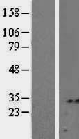 Syntenin 2 (SDCBP2) Human Over-expression Lysate