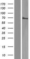 MBD1 Human Over-expression Lysate