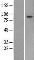 PCDHB5 Human Over-expression Lysate