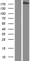 PCF11 Human Over-expression Lysate