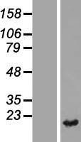 ERp19 (TXNDC12) Human Over-expression Lysate