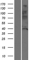 C3orf32 (SSUH2) Human Over-expression Lysate