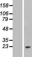 FCF1 Human Over-expression Lysate