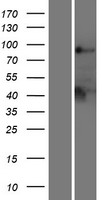 PTPN22 Human Over-expression Lysate