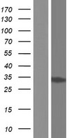 GLOD4 Human Over-expression Lysate