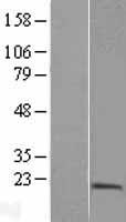 PTRH2 Human Over-expression Lysate