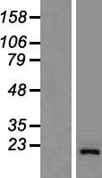 GOLGA7 Human Over-expression Lysate