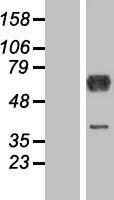 Cytoplasmic dynein 1 light intermediate chain 1 (DYNC1LI1) Human Over-expression Lysate