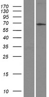 ASB2 Human Over-expression Lysate