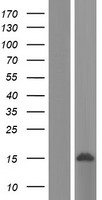 LSM8 Human Over-expression Lysate