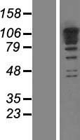 RBM19 Human Over-expression Lysate