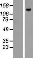 POLK Human Over-expression Lysate