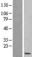 SS18L2 Human Over-expression Lysate