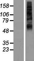 RHCG Human Over-expression Lysate