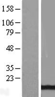 ATPase Inhibitory Factor 1 (ATPIF1) Human Over-expression Lysate