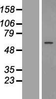 GPR89B Human Over-expression Lysate