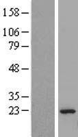C11orf73 (HIKESHI) Human Over-expression Lysate