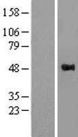 WWOX Human Over-expression Lysate