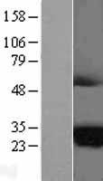 MARCHF2 Human Over-expression Lysate