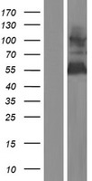 GOLPH2 (GOLM1) Human Over-expression Lysate