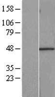 RBMS1 Human Over-expression Lysate
