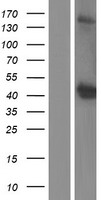 OGG1 Human Over-expression Lysate