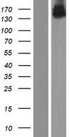 OPLAH Human Over-expression Lysate