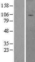 Aftiphilin (AFTPH) Human Over-expression Lysate