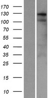 SWT1 Human Over-expression Lysate
