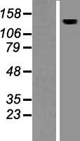 AMBRA1 Human Over-expression Lysate