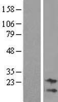 C9orf95 (NMRK1) Human Over-expression Lysate