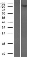 CADPS2 Human Over-expression Lysate