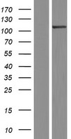 SCYL2 Human Over-expression Lysate
