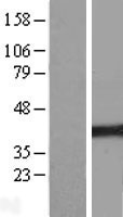 C14orf130 (UBR7) Human Over-expression Lysate