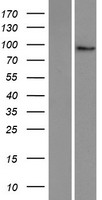 MyoGEF (PLEKHG6) Human Over-expression Lysate