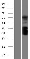 INAVA Human Over-expression Lysate