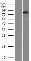 ZNF167 (ZKSCAN7) Human Over-expression Lysate