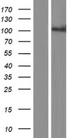 PCDHA8 Human Over-expression Lysate