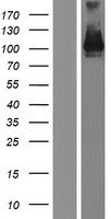 PCDHA5 Human Over-expression Lysate