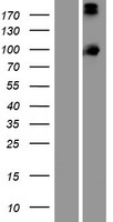 PCDHA13 Human Over-expression Lysate