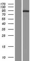 RNF98 (TRIM36) Human Over-expression Lysate