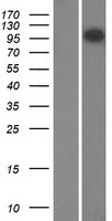 RIN2 Human Over-expression Lysate