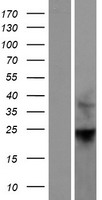 RHOF Human Over-expression Lysate