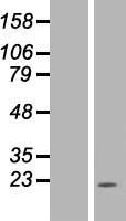 NDUFB11 Human Over-expression Lysate