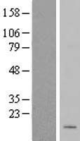 MRPL50 Human Over-expression Lysate