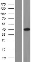 ANKRD16 Human Over-expression Lysate