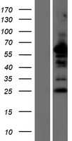 NDFIP2 Human Over-expression Lysate